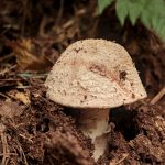 2024-10-08-03.15.23 ZS PMax edited