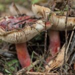 IMG_9270 edite and croppedd